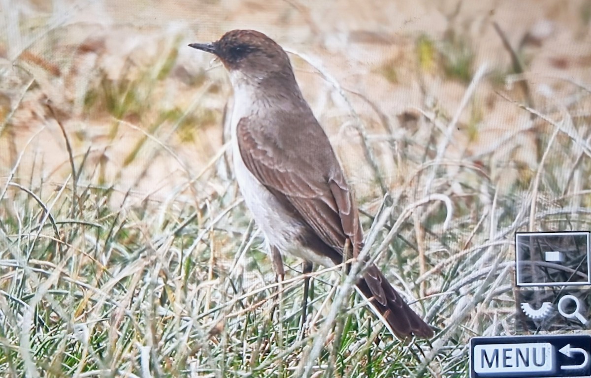 Дормілон масковий - ML639899593