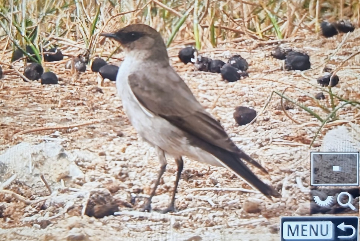 Дормілон масковий - ML639899594