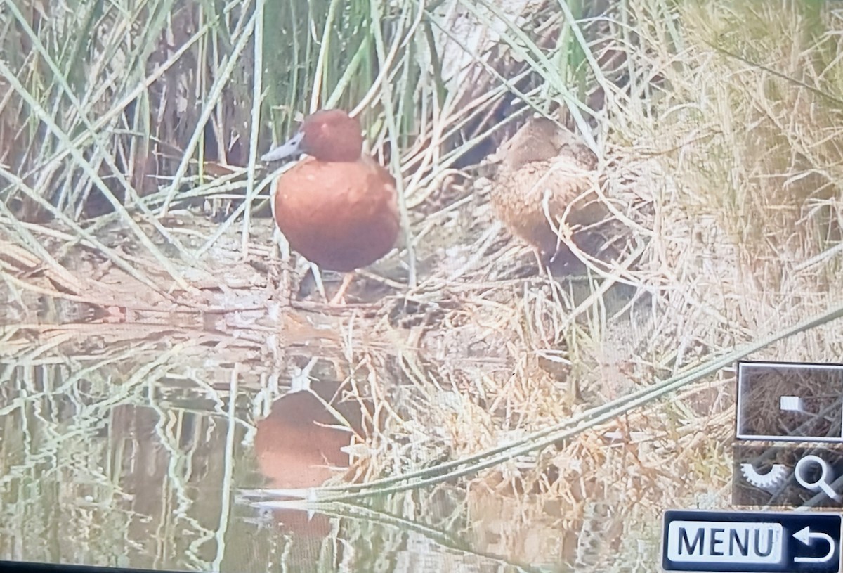 Чирянка руда - ML639899636