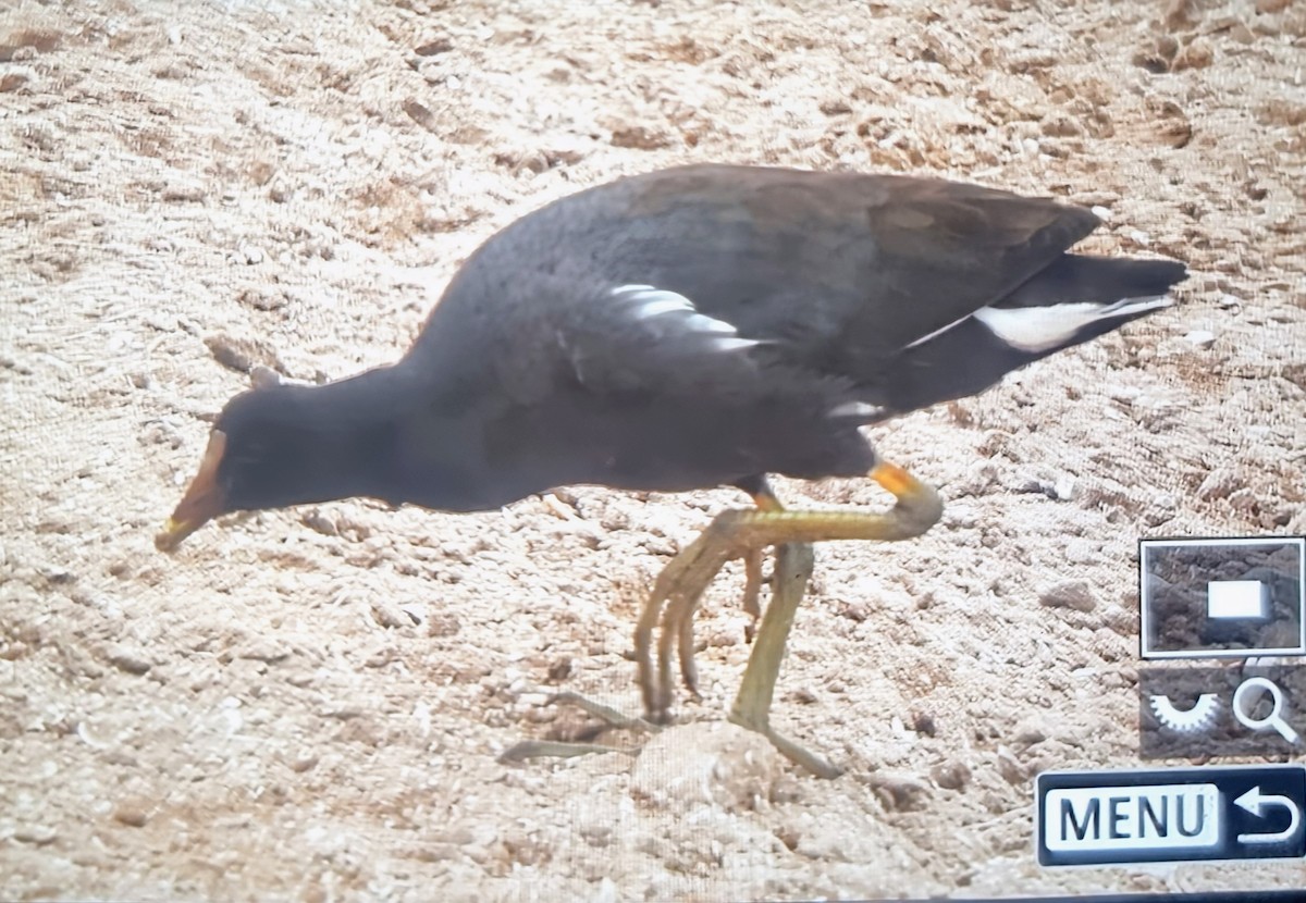 Курочка латиноамериканська - ML639899637