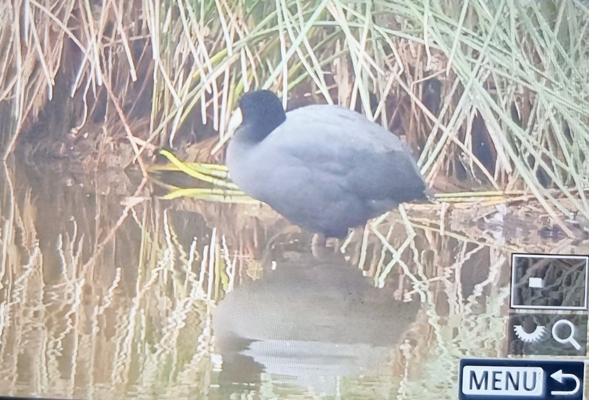 Лиска андська - ML639899659