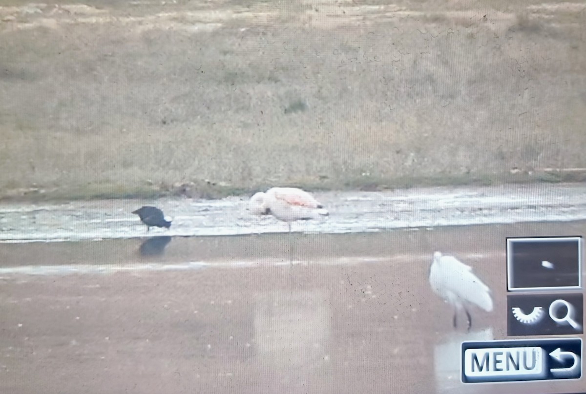 Фламінго чилійський - ML639899660