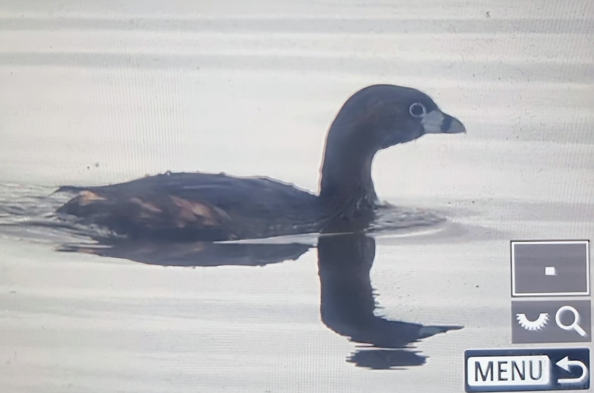 Пірникоза рябодзьоба - ML639899662