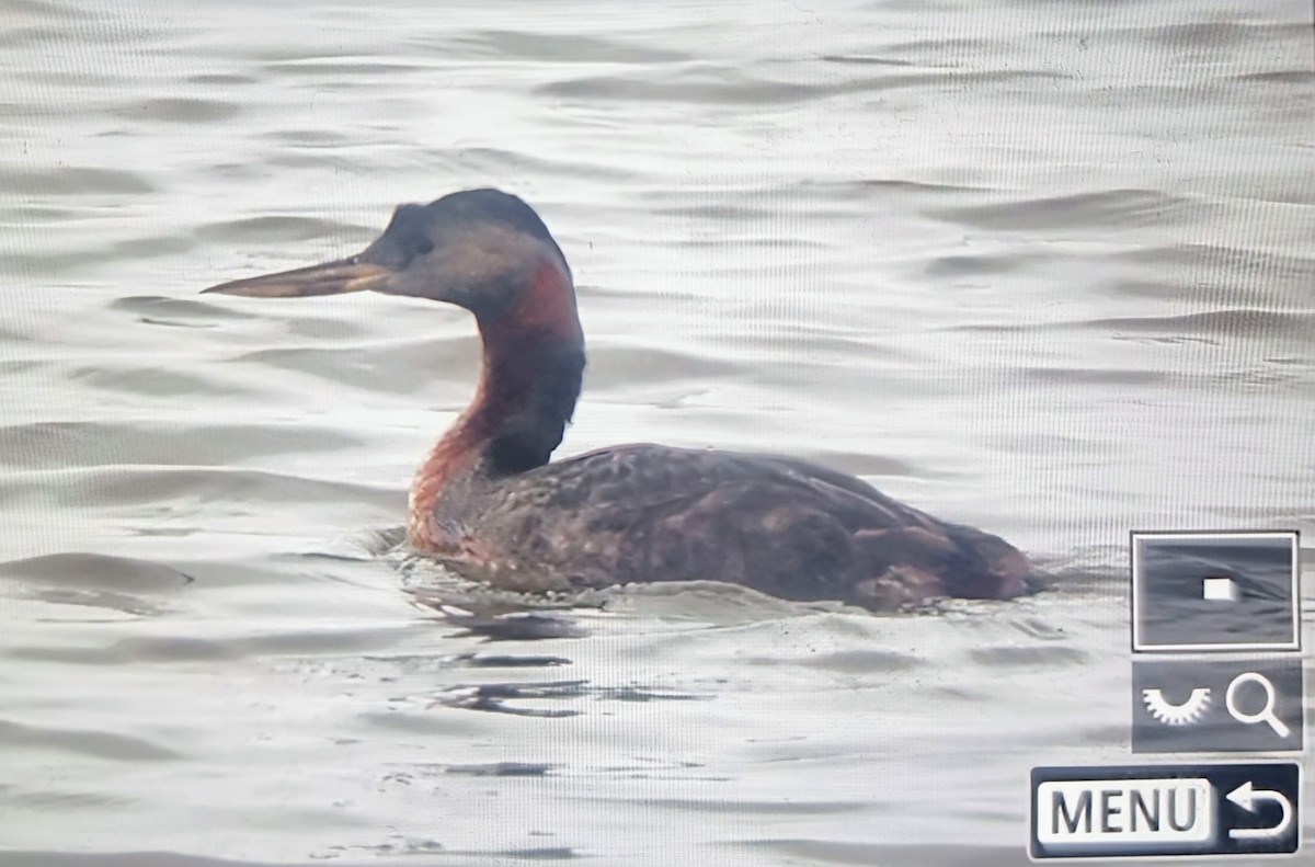 Пірникоза-голіаф - ML639899667