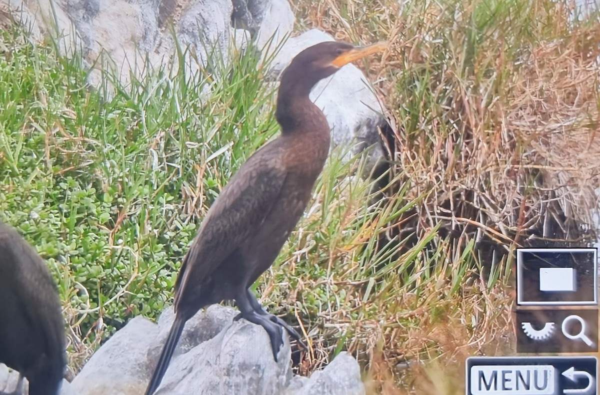 Баклан бразильський - ML639899669