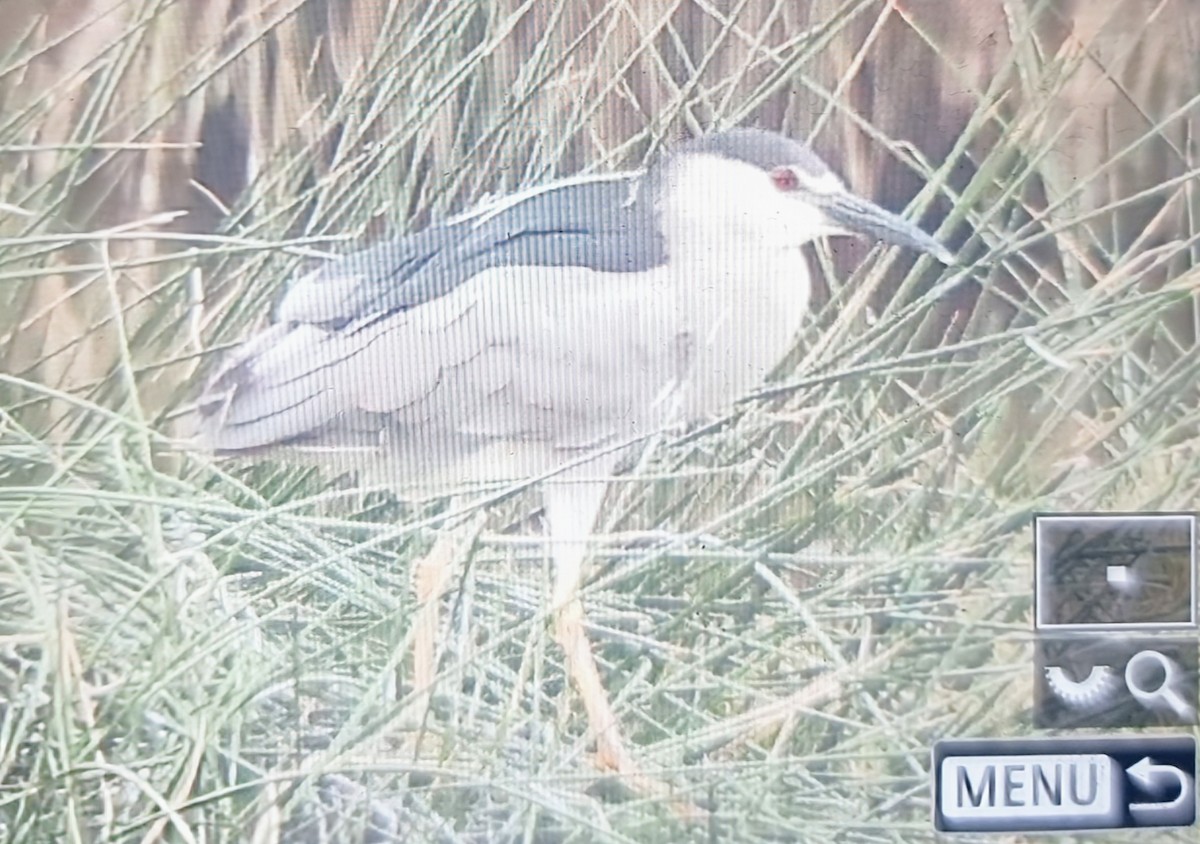 Квак звичайний - ML639899674