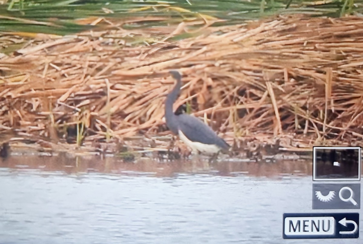 Чепура трибарвна - ML639899676