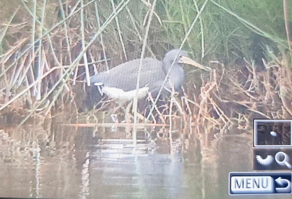 Чепура трибарвна - ML639899677