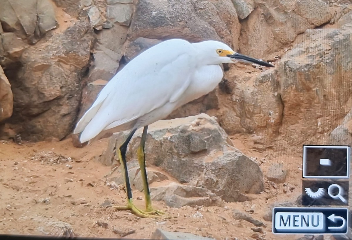 Чепура американська - ML639899679