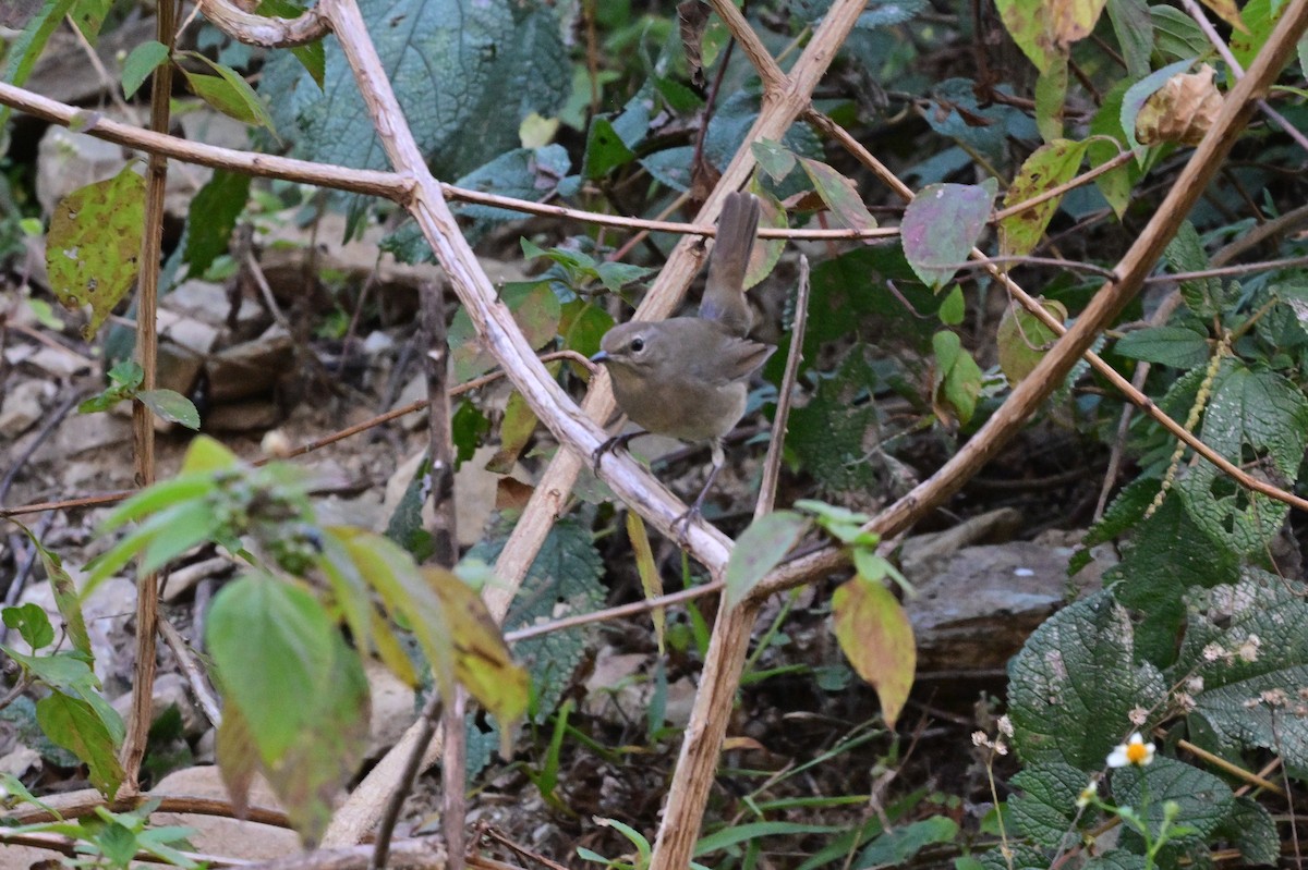 Himalayan Rubythroat - ML639899696