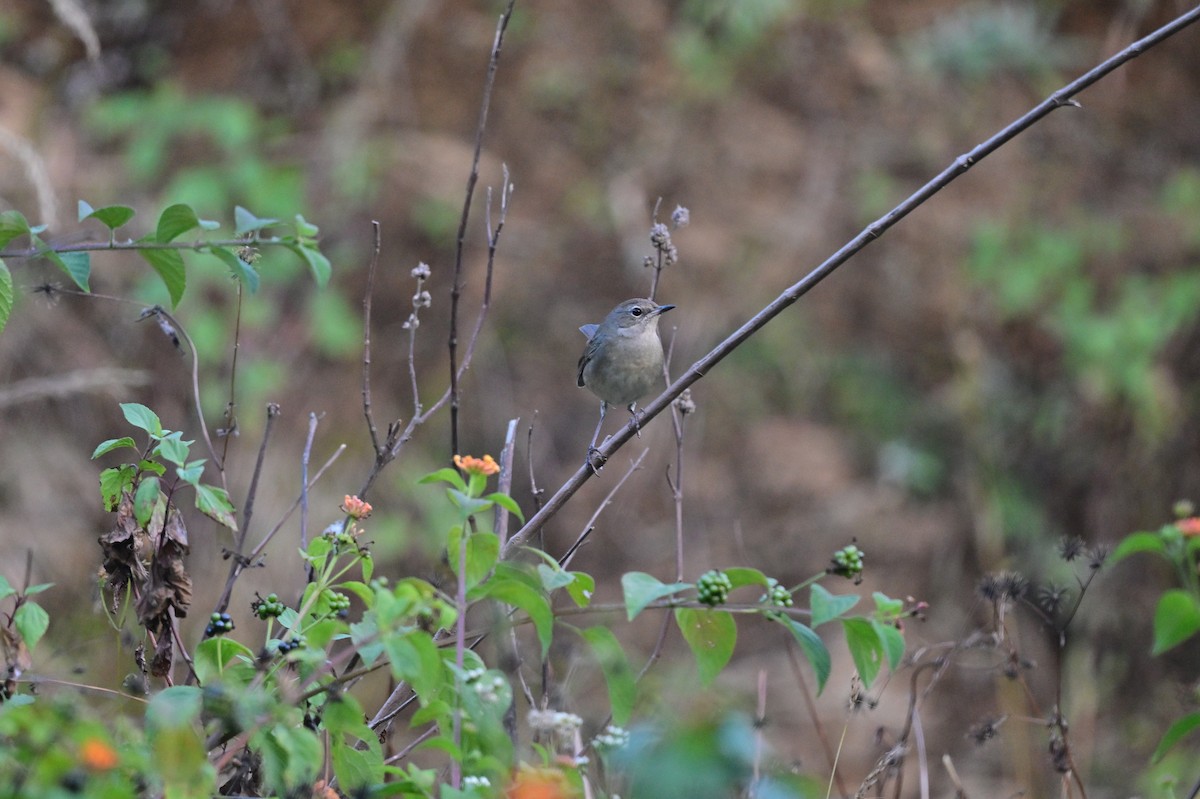 Himalayan Rubythroat - ML639899697