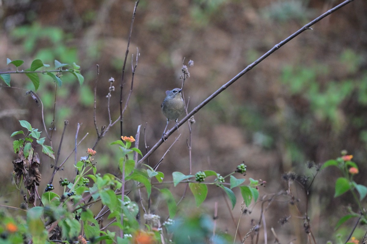 Himalayan Rubythroat - ML639899698