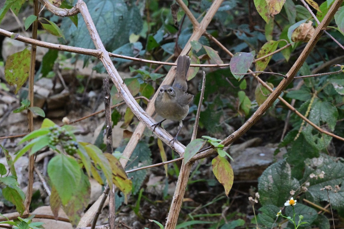 Himalayan Rubythroat - ML639899702
