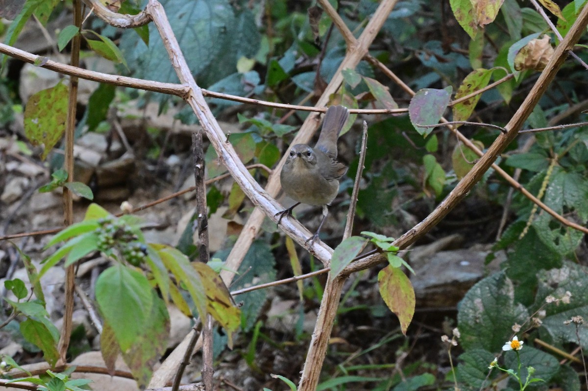 Himalayan Rubythroat - ML639899703
