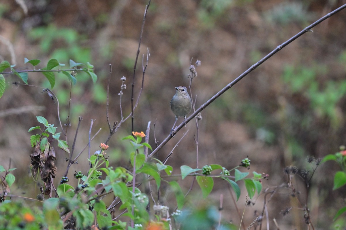 Himalayan Rubythroat - ML639899704