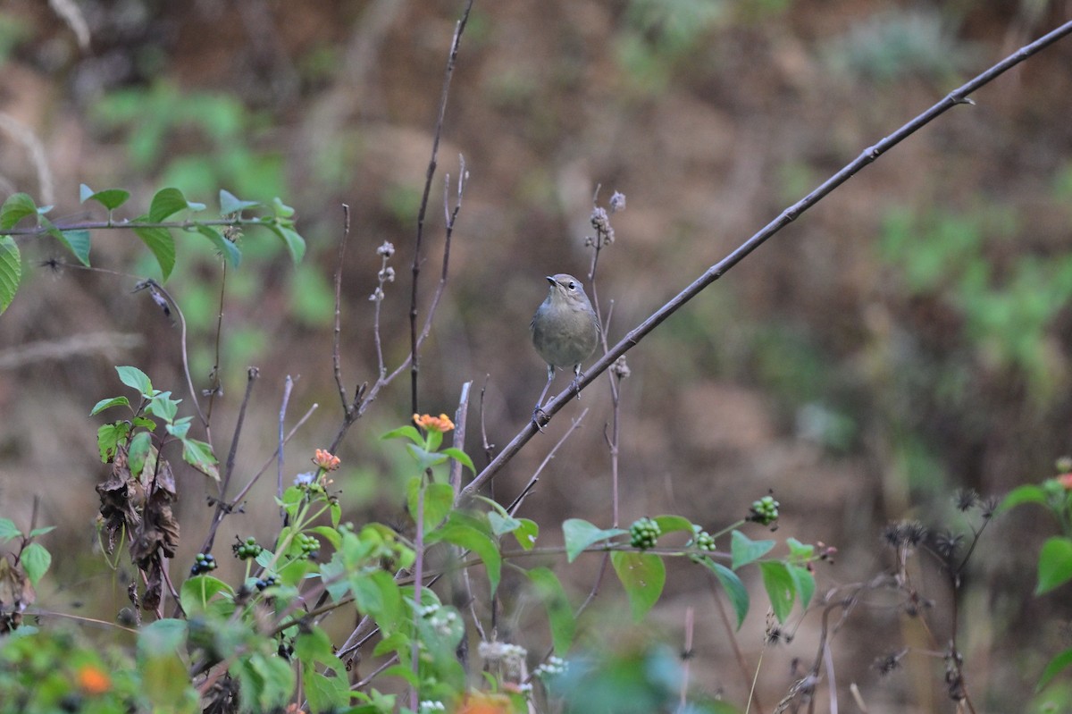 Himalayan Rubythroat - ML639899705