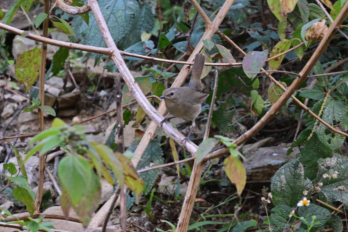 Himalayan Rubythroat - ML639899706
