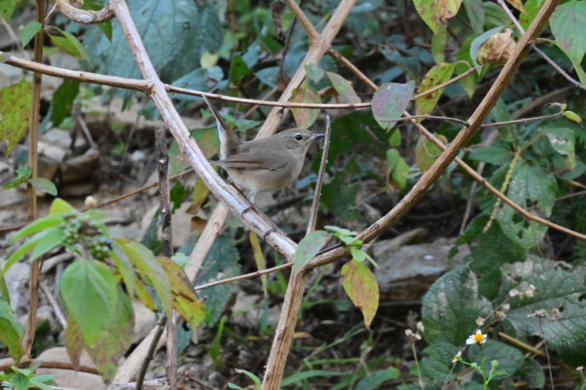 Himalayan Rubythroat - ML639899708