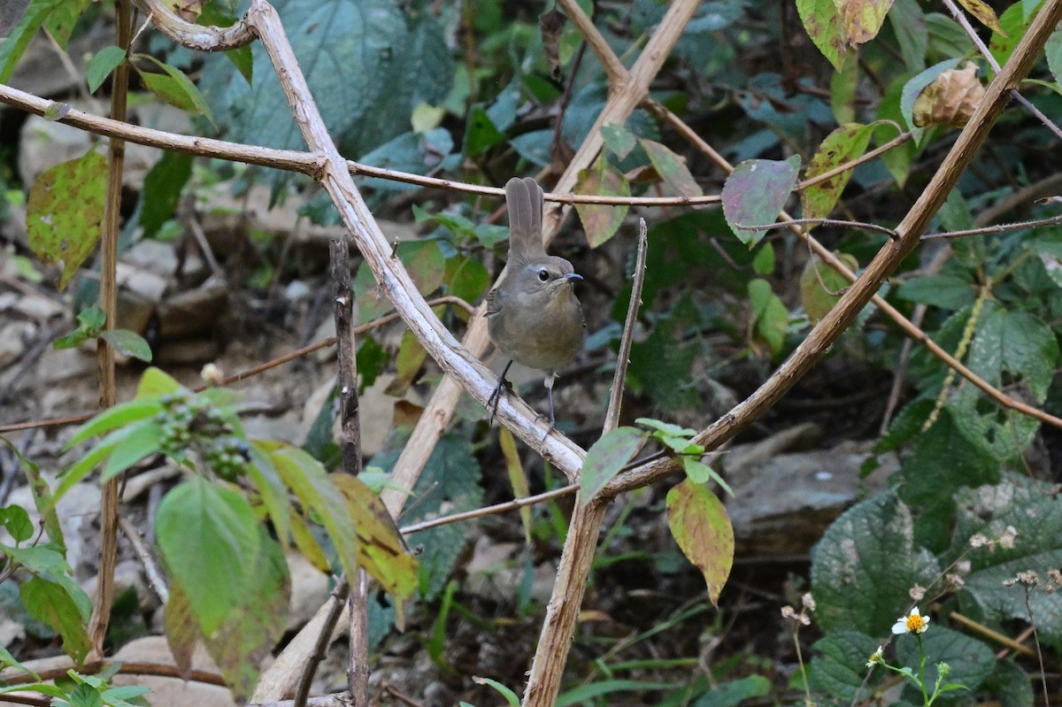 Himalayan Rubythroat - ML639899709