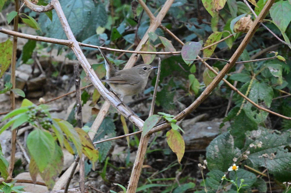 Himalayan Rubythroat - ML639899710