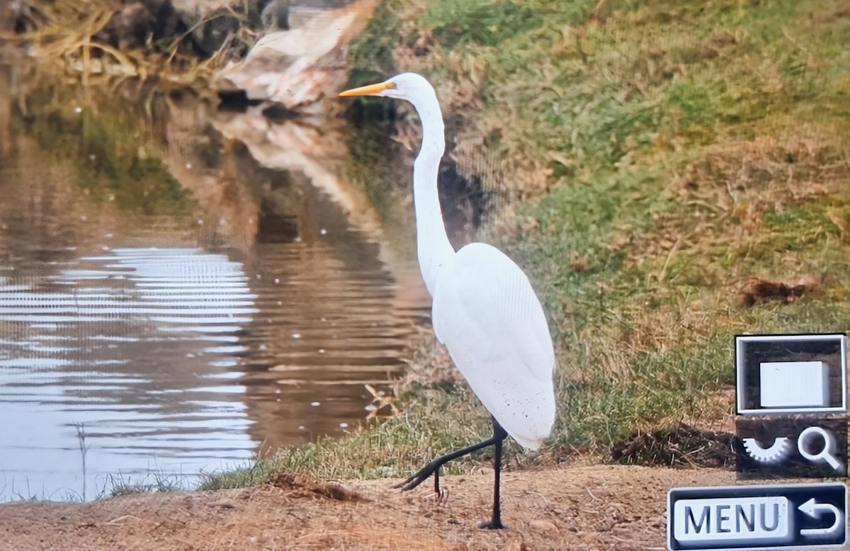 Чапля велика - ML639899716