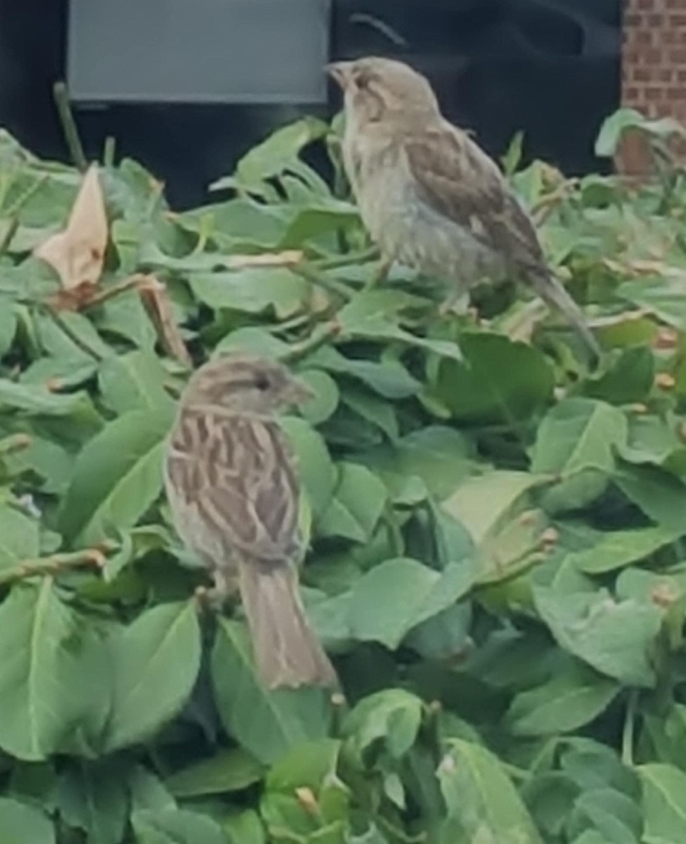 Горобець хатній - ML639899717