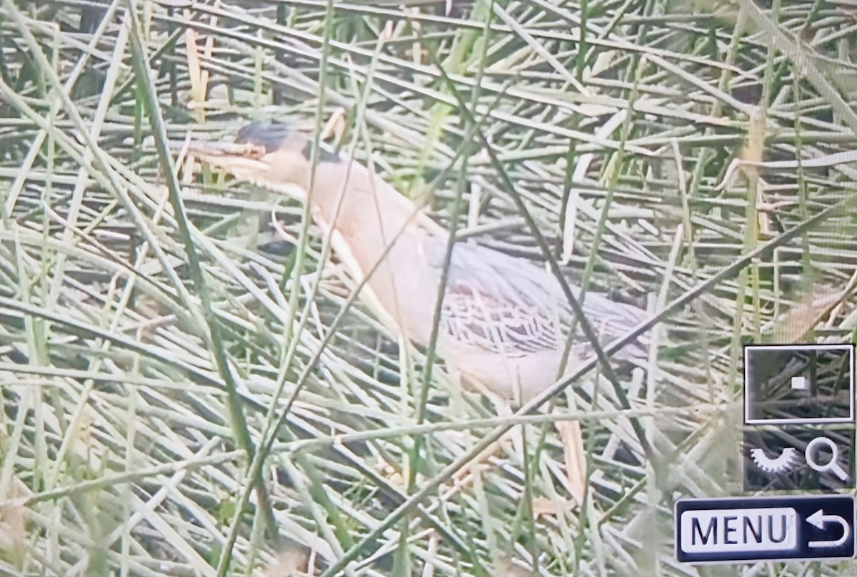 綠簑鷺 - ML639899723