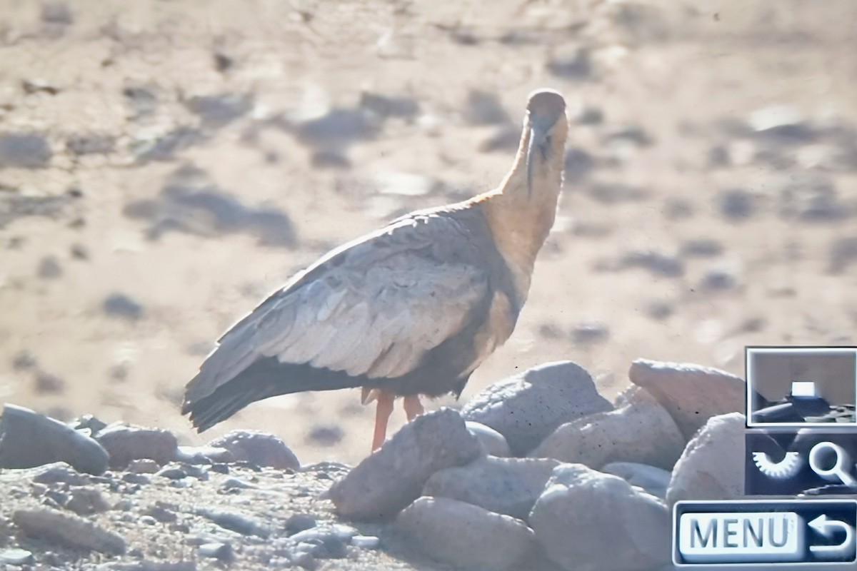 Black-faced Ibis - ML639899736