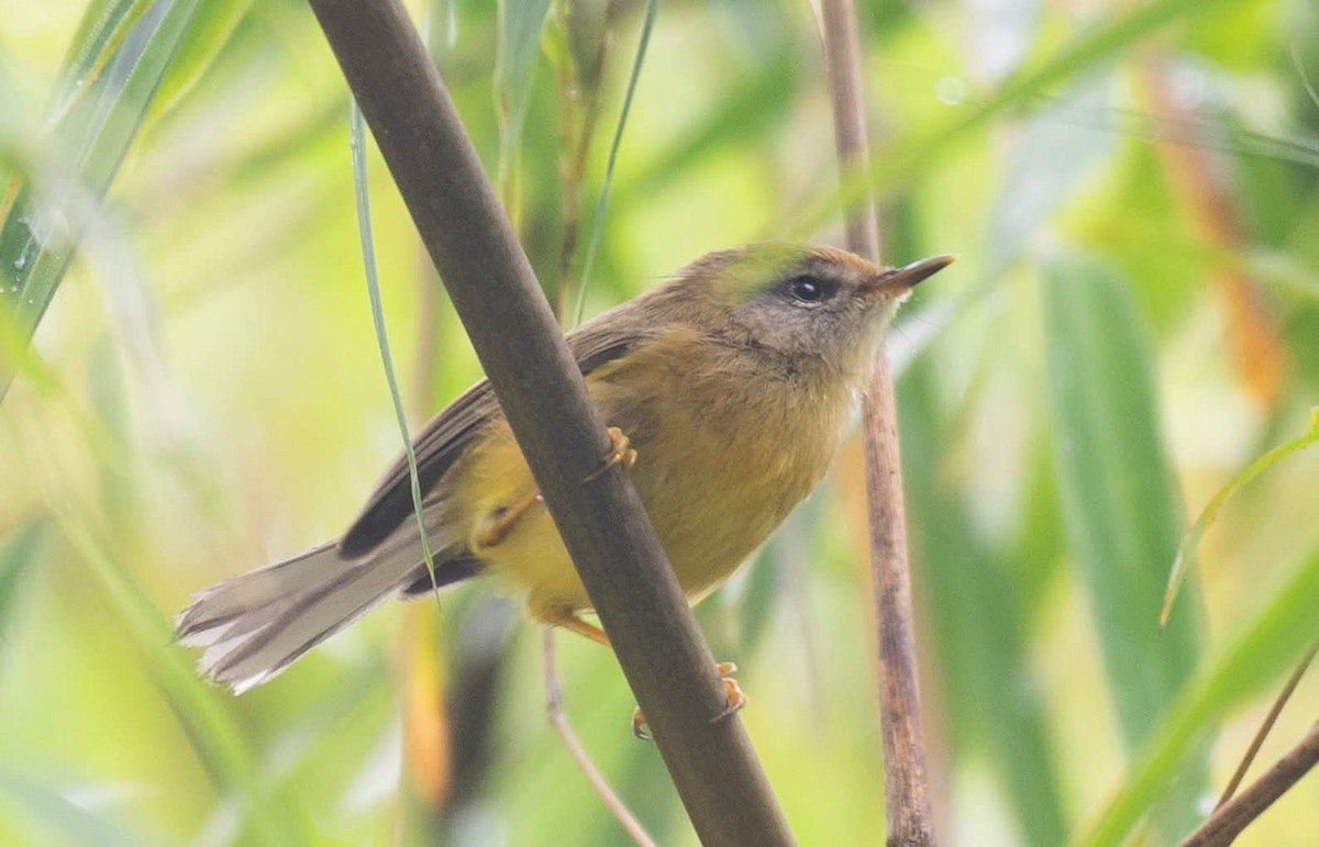 Broad-billed Warbler - ML639899741