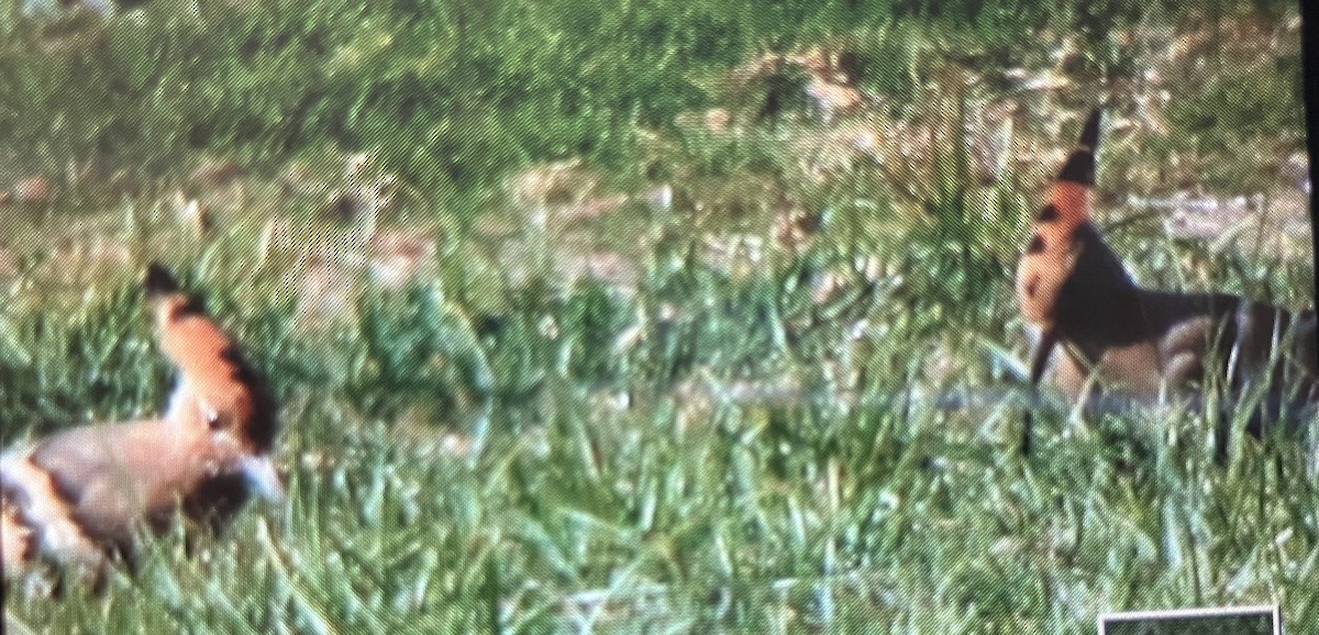 Common Hoopoe - ML639899760