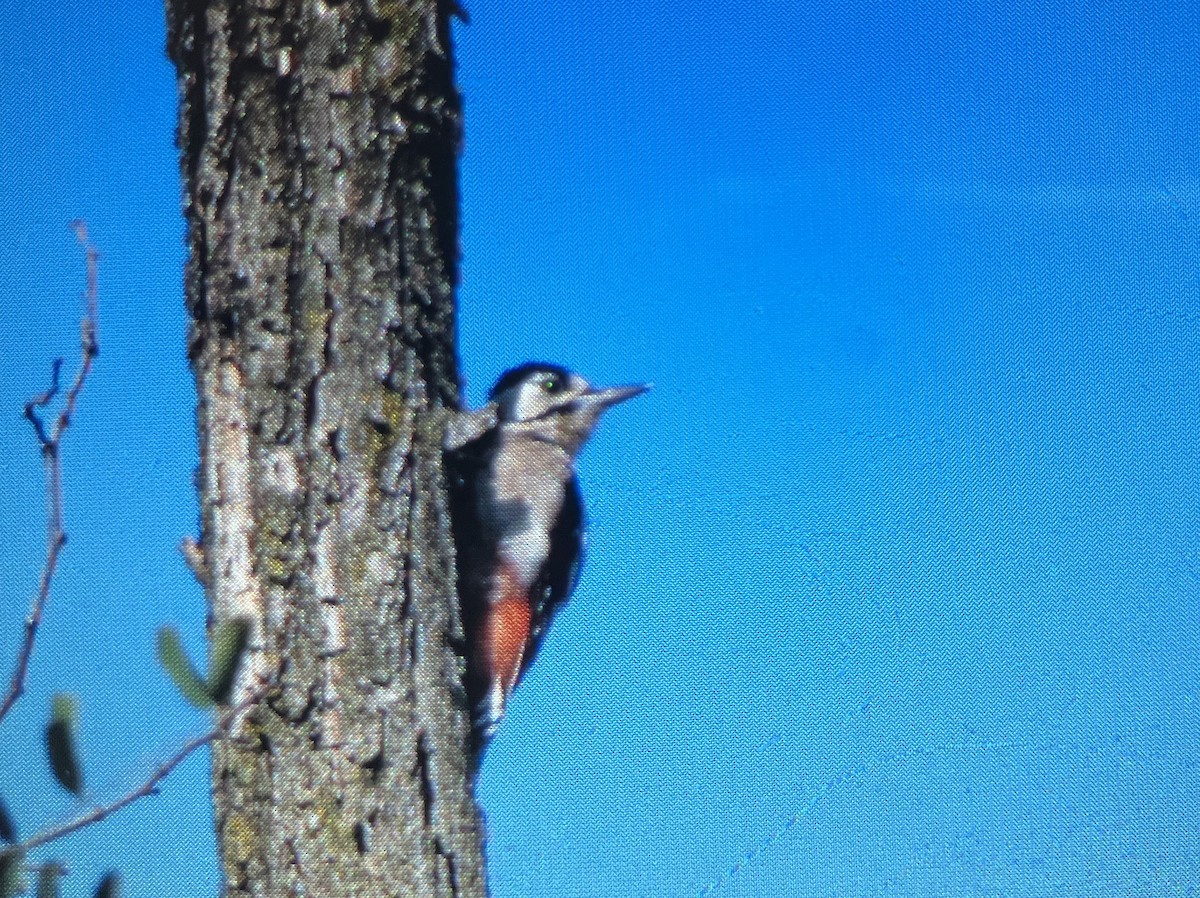 Great Spotted Woodpecker - ML639899772