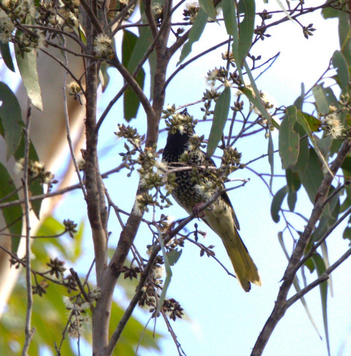 Regent Honeyeater - ML639899802