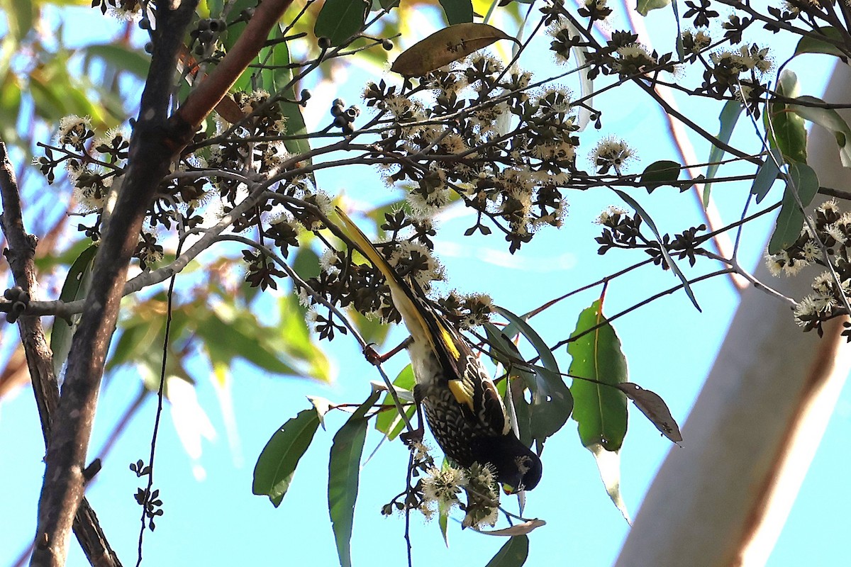 Regent Honeyeater - ML639899813