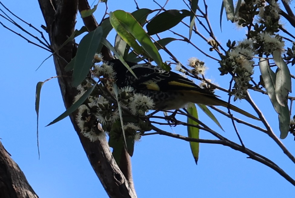 Regent Honeyeater - ML639899816