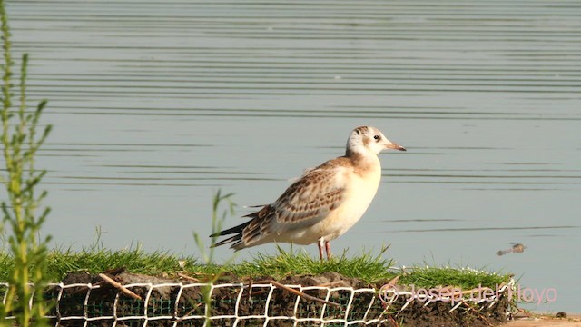 Black-headed Gull - ML639899852