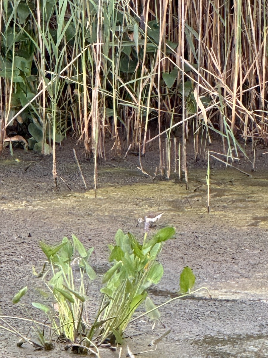 eremittsnipe - ML639899965