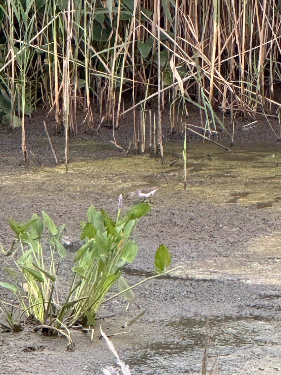 eremittsnipe - ML639899967