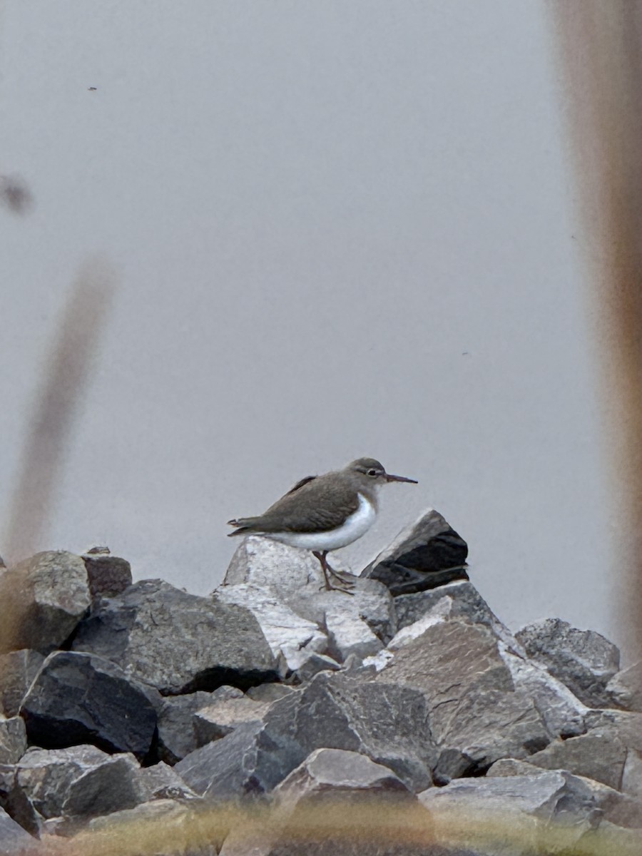 flekksnipe - ML639899969