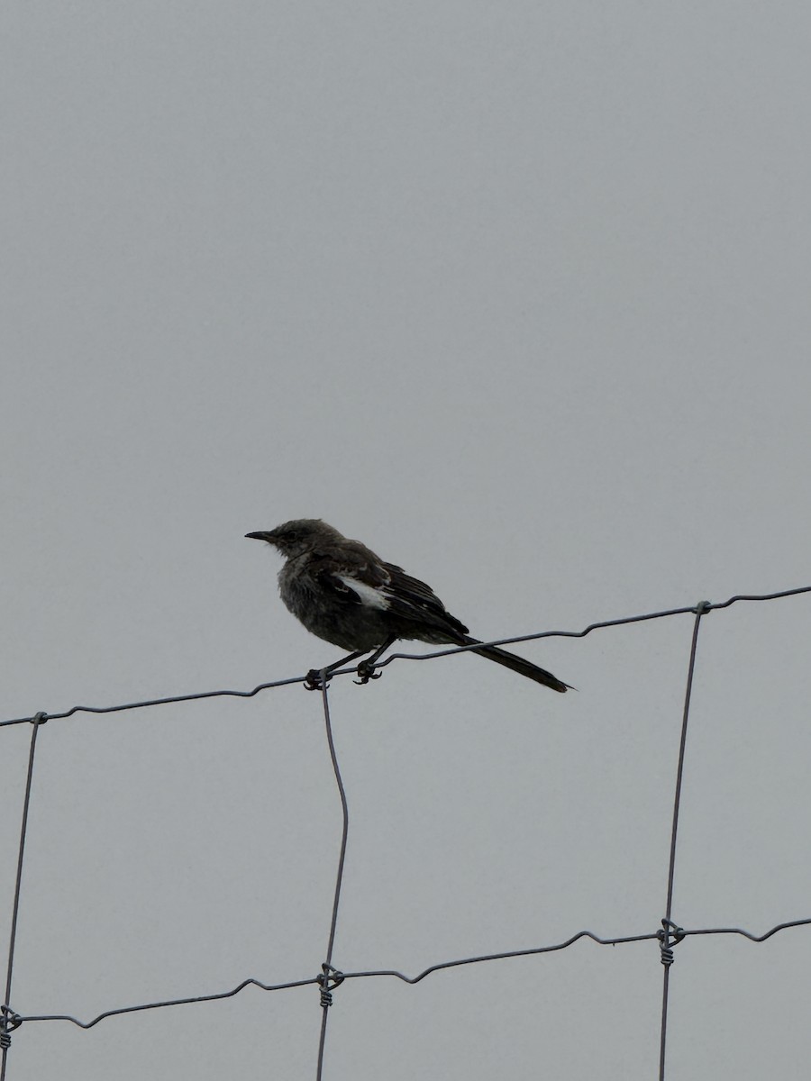 sangspottefugl - ML639899973