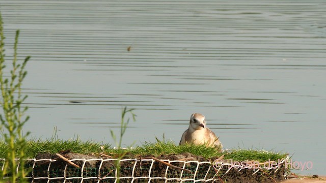 Black-headed Gull - ML639899987