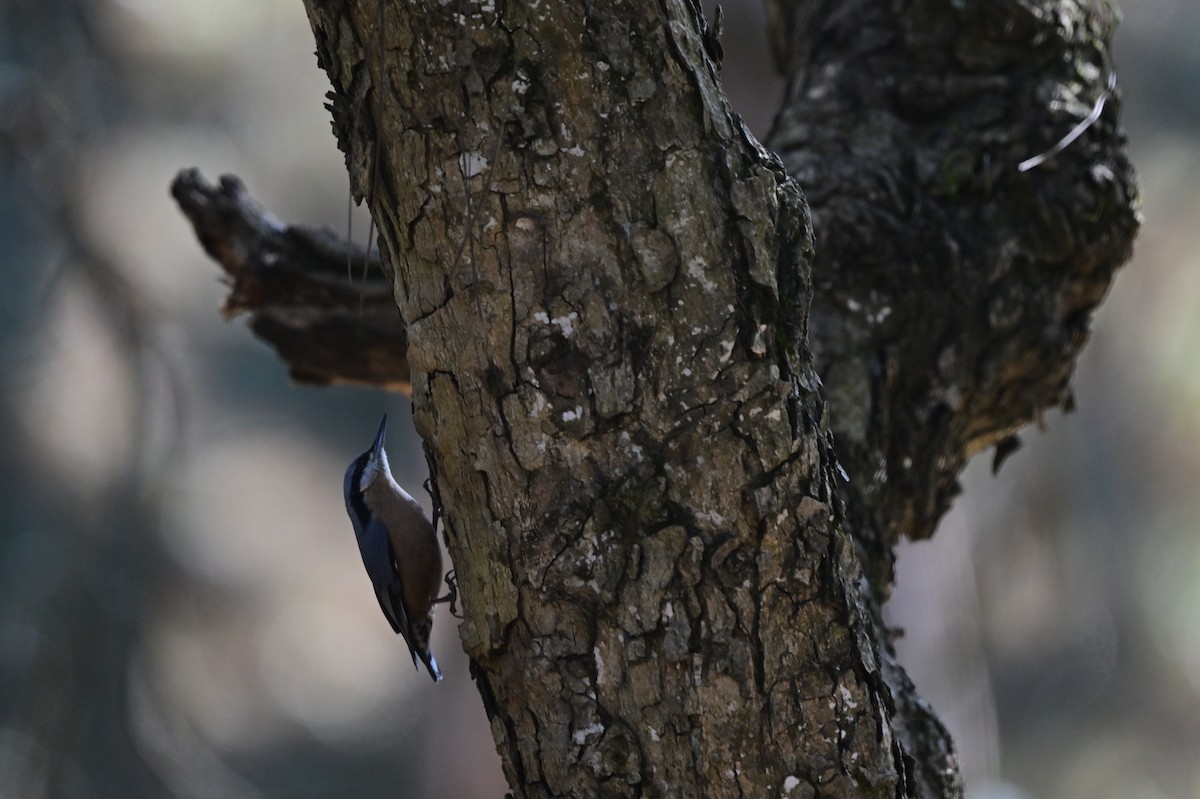 Chestnut-bellied Nuthatch - ML639900013