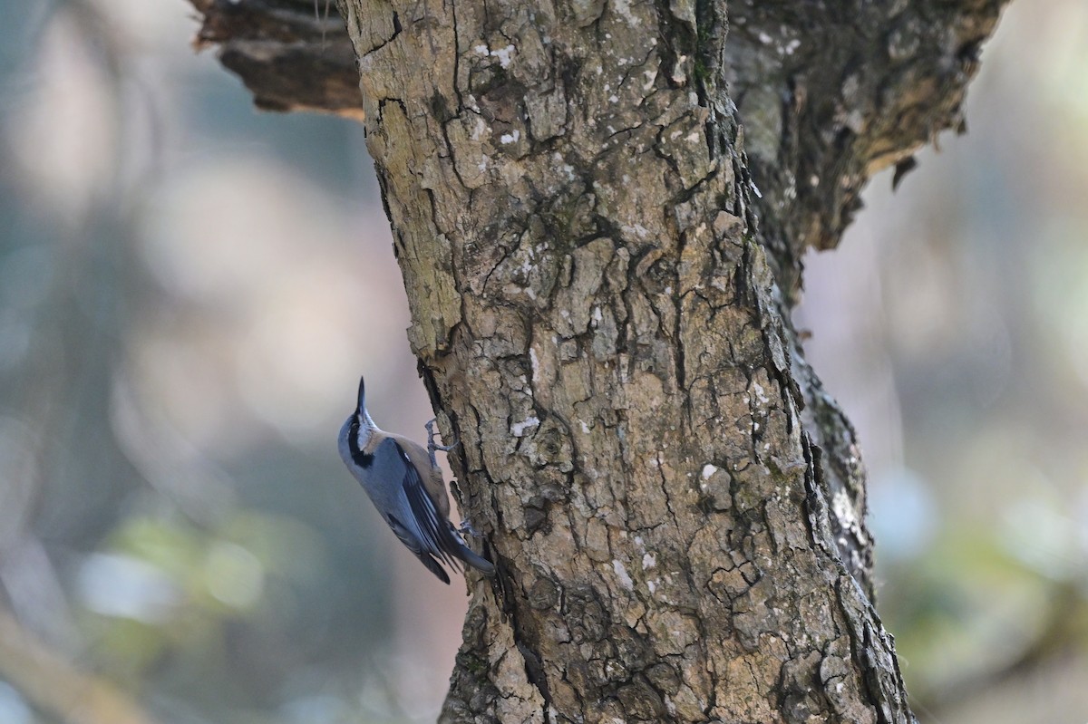 Chestnut-bellied Nuthatch - ML639900019