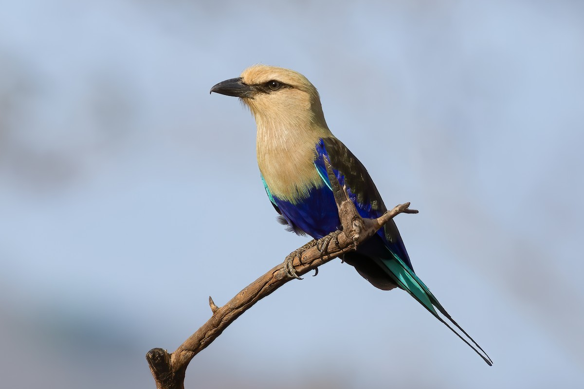 Blue-bellied Roller - ML639900030