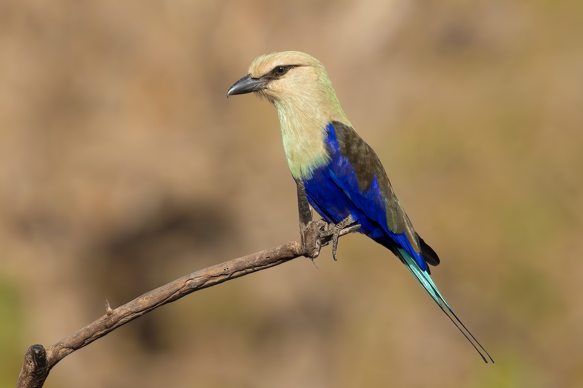 Blue-bellied Roller - ML639900081