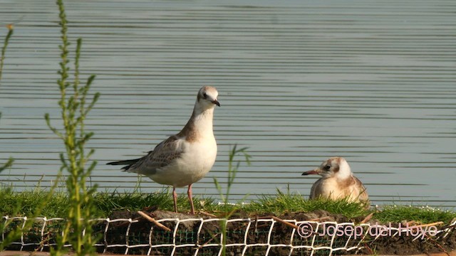 Black-headed Gull - ML639900091