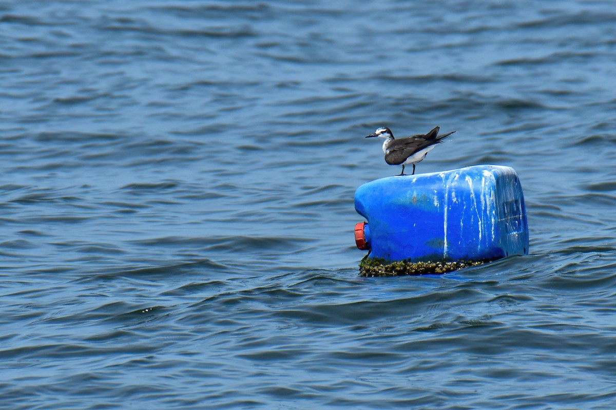 Bridled Tern - ML639900114
