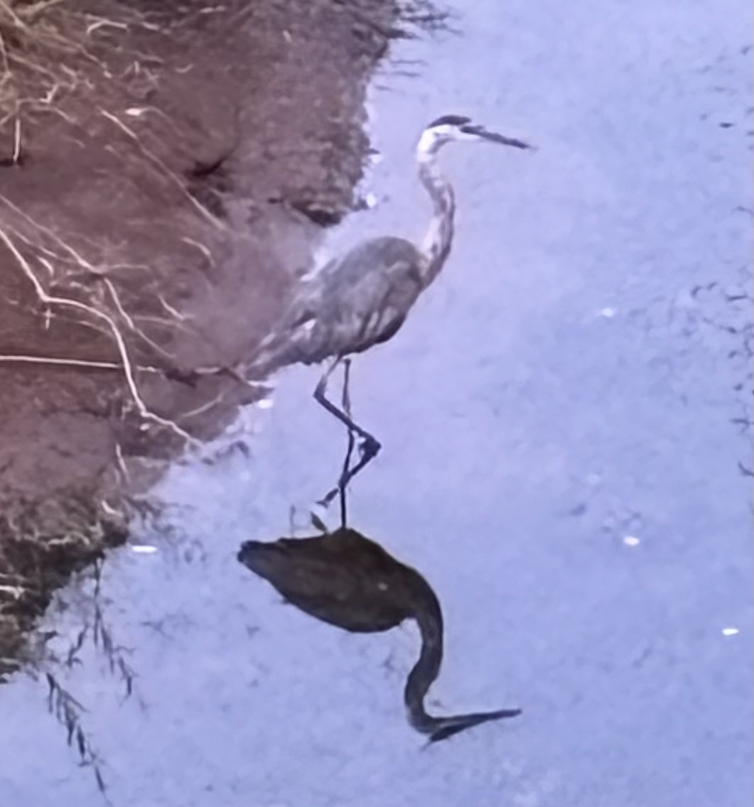 Great Blue Heron - ML639900144