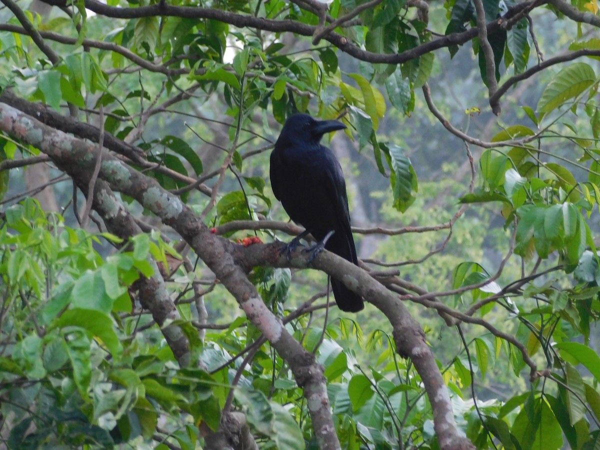 巨嘴鴉 - ML639900161