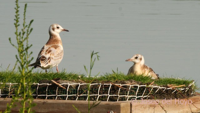 Black-headed Gull - ML639900190