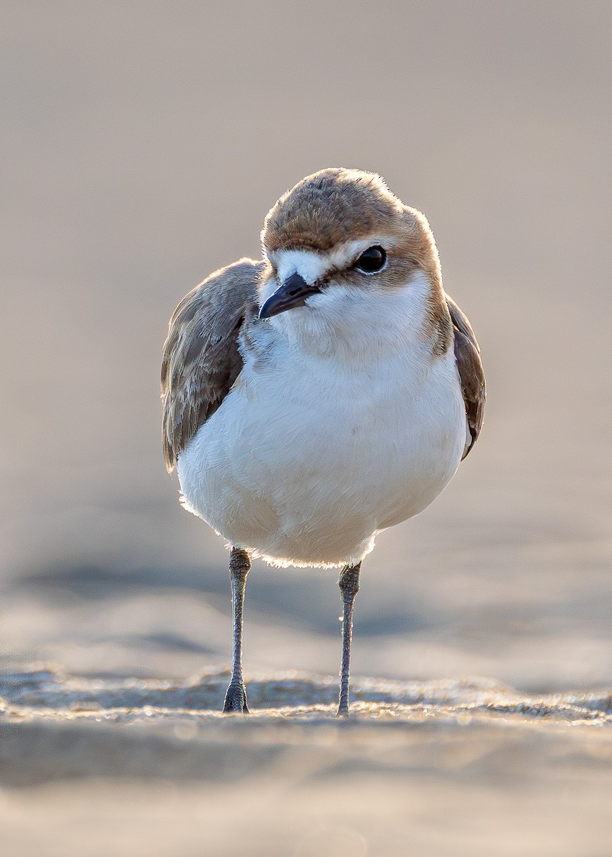 Red-capped Plover - ML639900204